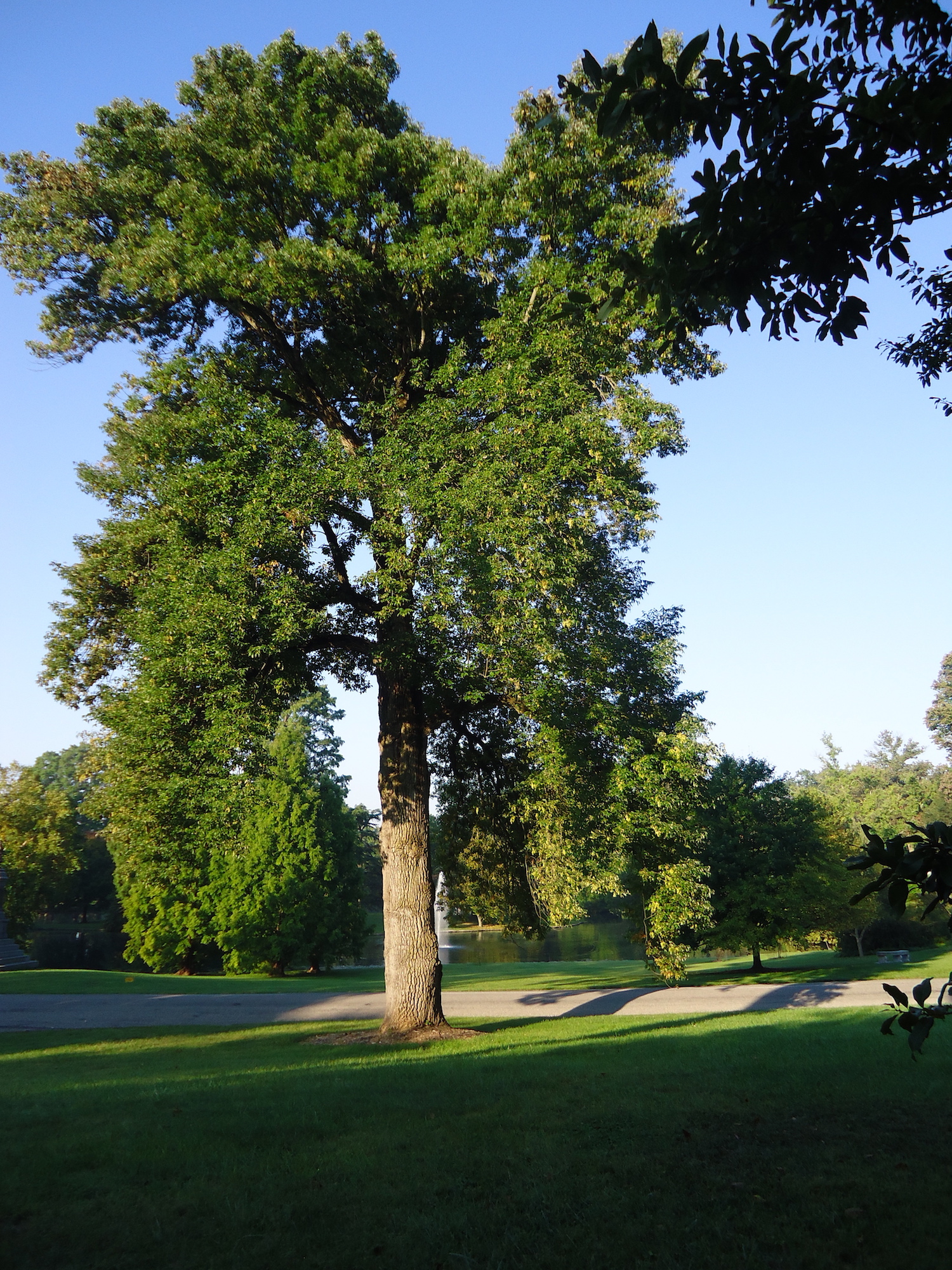 a shrine to the ash tree